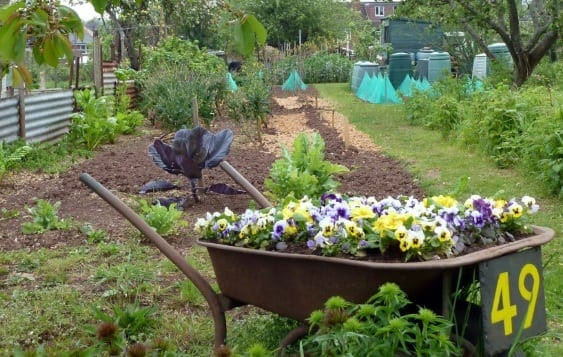 Free use of allotments in Brixham