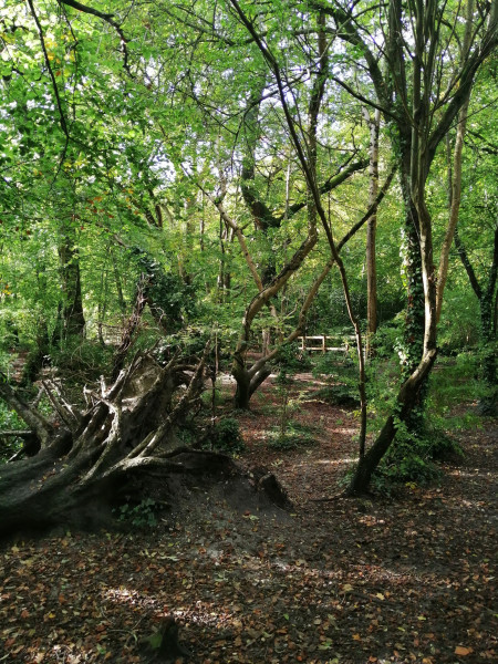 WELLBEING WALKS - Moretonhampstead - Tuesdays