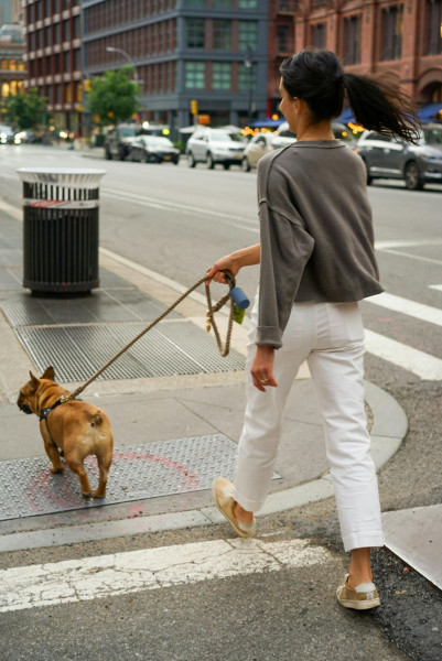 Dog walking for a small well -behaved dog.
