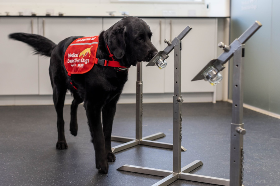 Medical Detection Dogs: Volunteer Speaker - Deliver talks to groups within your community.