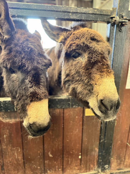Donkey grooming & socialising session