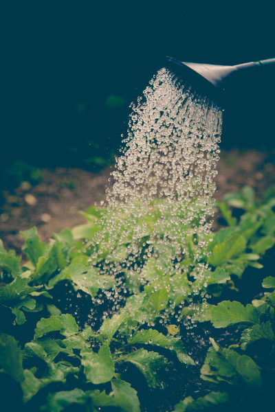 Gardening
Help with light ,small gardens. Paignton and Torquay area.