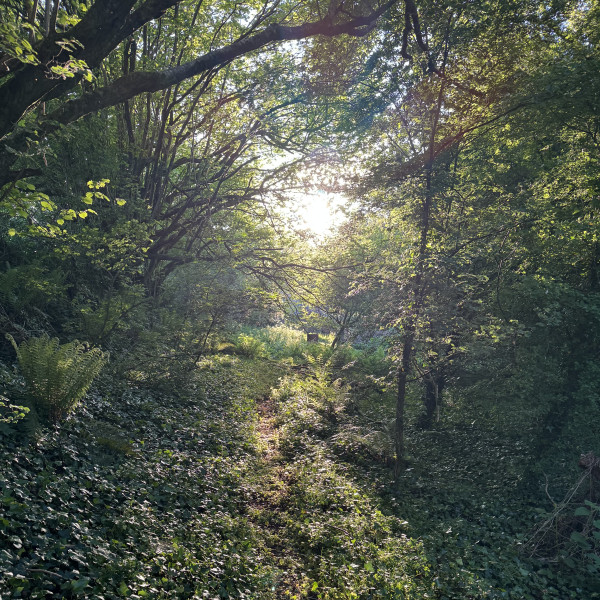 Pull invasive weeds and help avoid pesticide use!