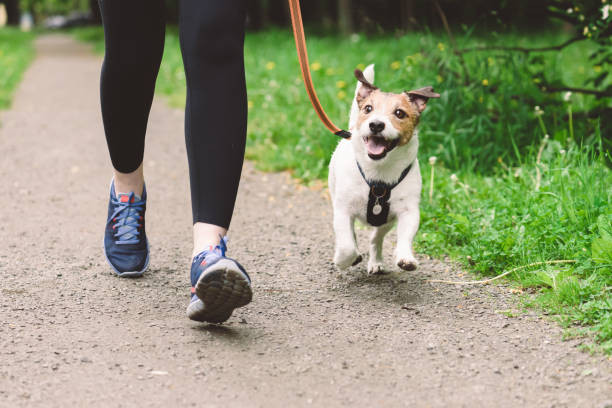 to walk a dog