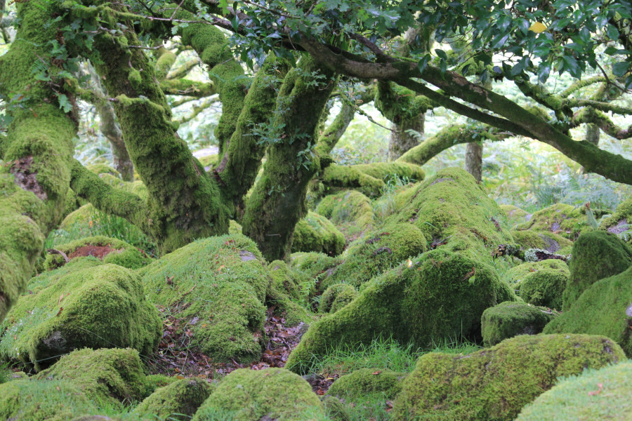 Small garden tidying