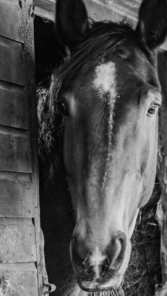 Equine Facilitated Learning